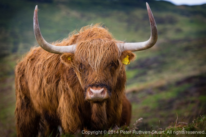 20140506-DSC 8726 Scotland Elgol cow
