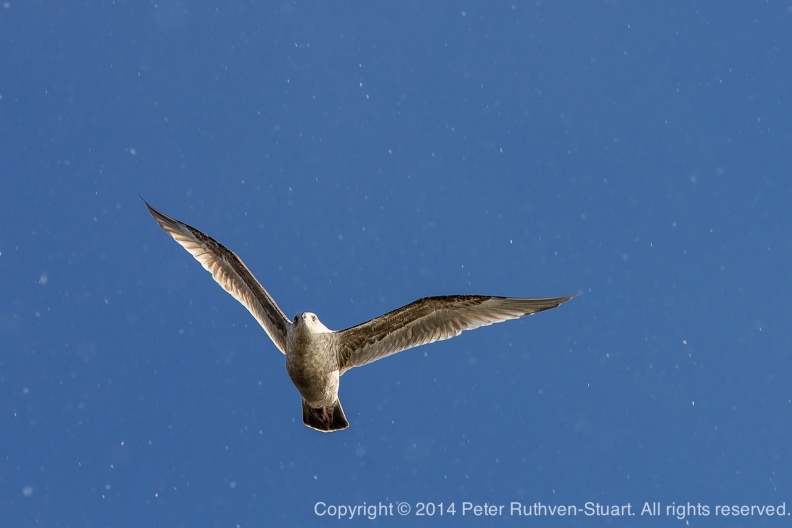 20141221-PRS 0747 seagull in snow1