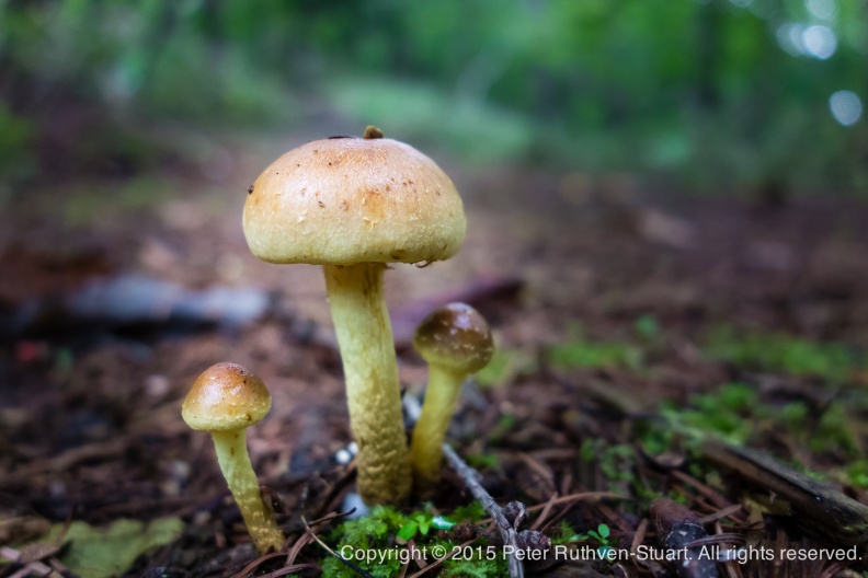 20150720-DSC03575 mushrooms