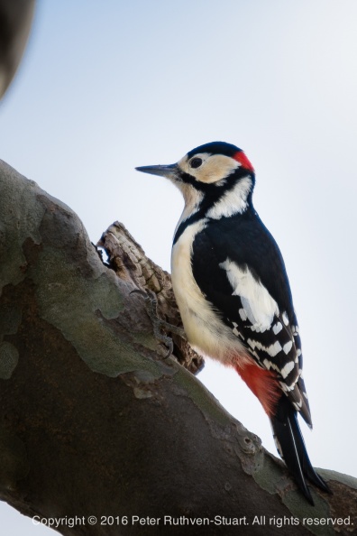 20160211-PRS_3029 woodpecker.jpg