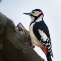 20160211-PRS 3029 woodpecker